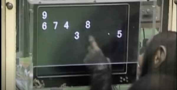Chimpanzee Memory Challenge